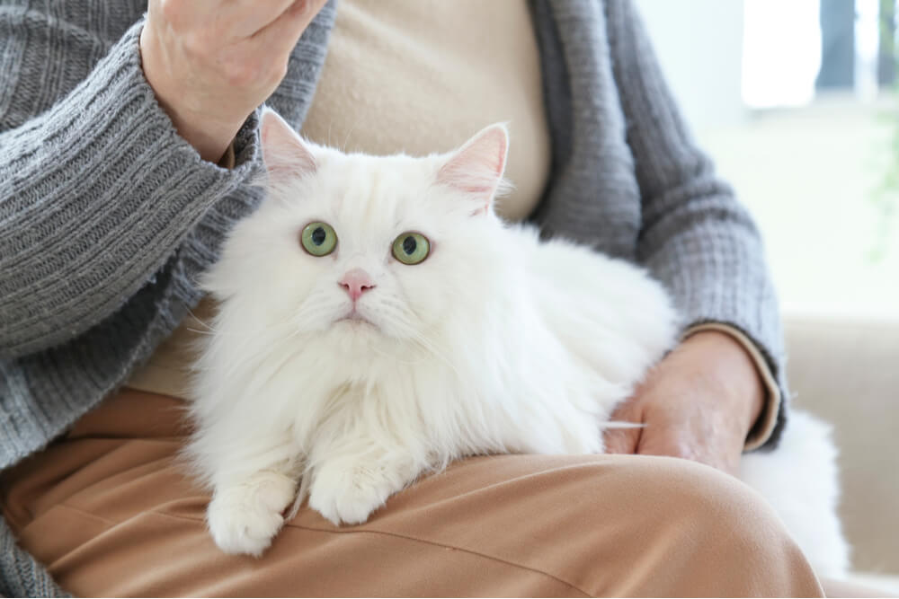 Sintomi dei vermi del gatto