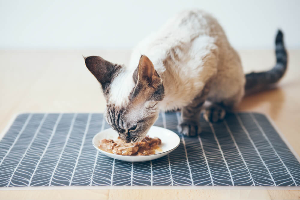 Devon Rex che mangia tonno