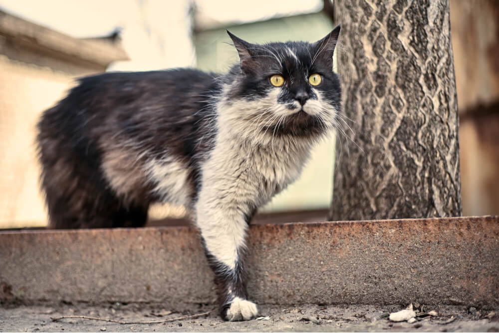 Come fare il bagno al gatto Motivi per cui fare il bagno al gatto