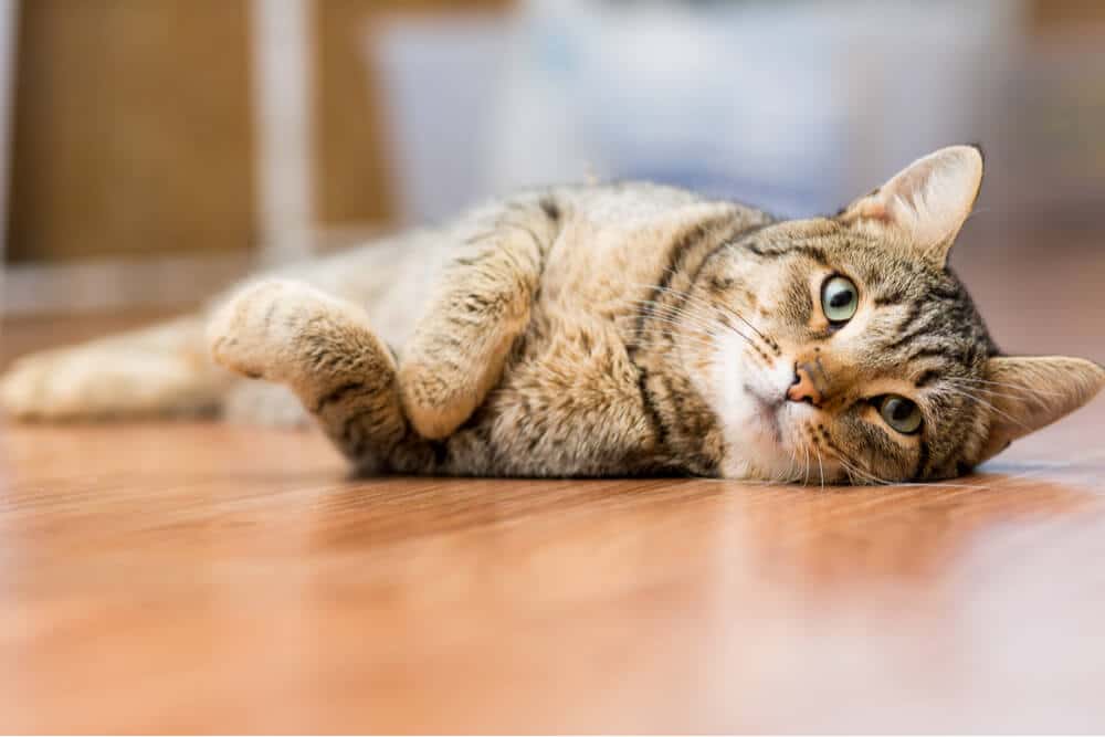 Sintomi degli anchilostomi nei gatti