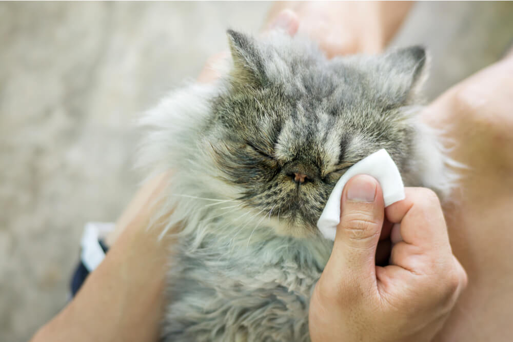 Come lavare gli occhi e le orecchie di un gatto