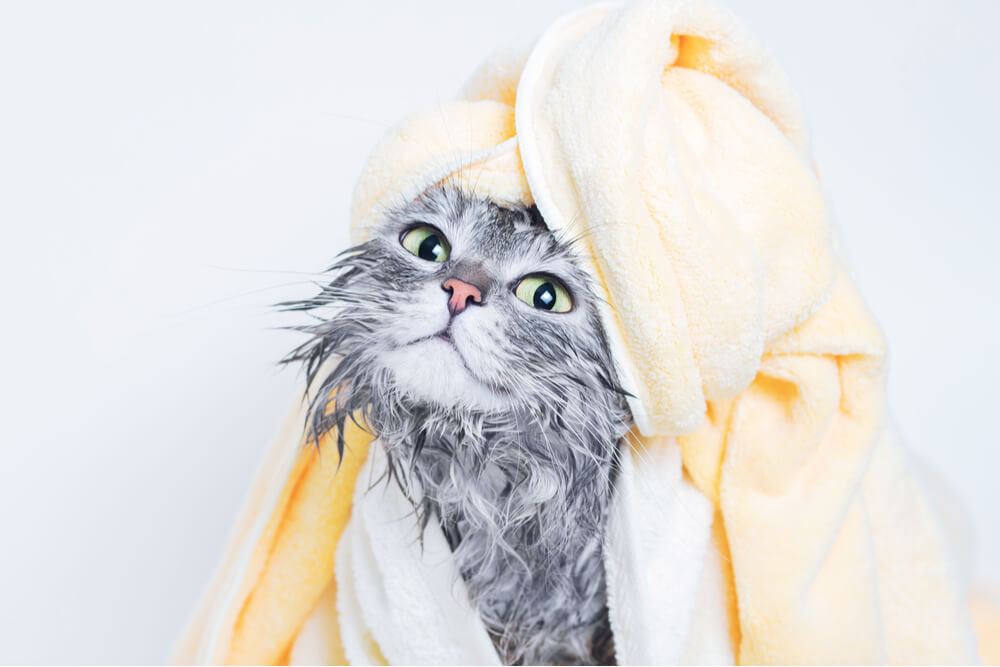 Immagine che fornisce istruzioni su come fare il bagno e asciugare un gatto.