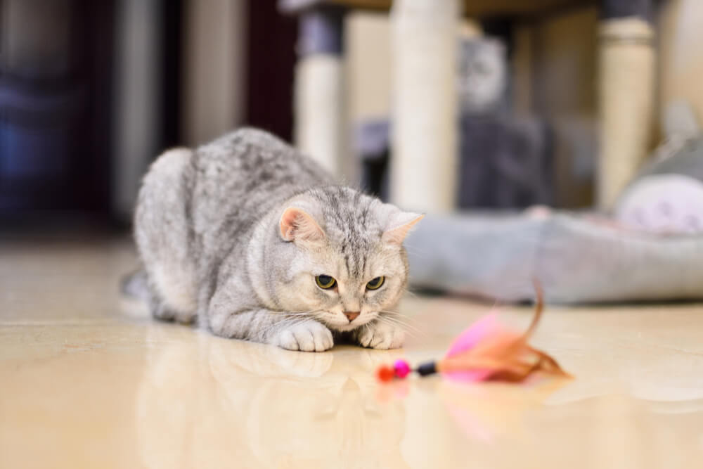 Supervisione di un gatto affetto da epilessia, con un proprietario attento che monitora attentamente il benessere e le crisi del gatto, dimostrando cure dedicate.