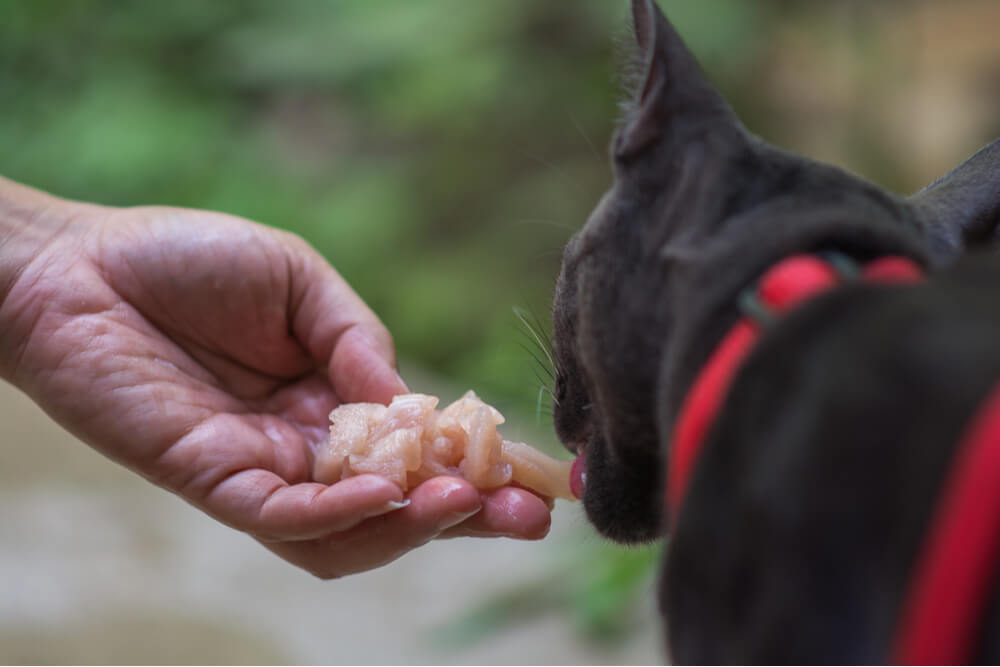 Immagine cautelativa che illustra i rischi associati al consumo di pollo crudo da parte dei gatti, evidenziando potenziali pericoli e preoccupazioni per la salute.