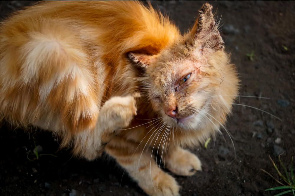 Sintomi della rogna nei gatti