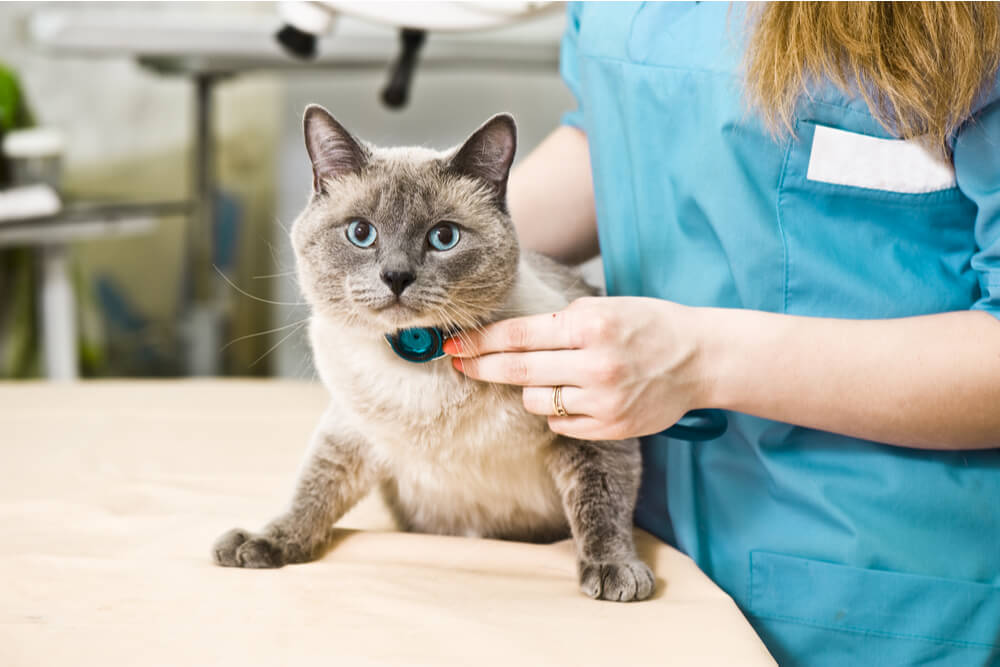 Effetti Collaterali Del Clorambucile Per I Gatti