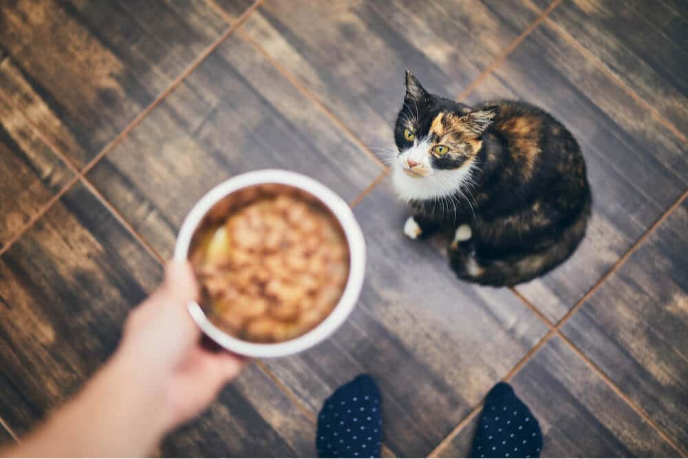 Un'immagine che ritrae il proprietario di un gatto preoccupato accanto alla ciotola del cibo del suo gatto che rimane intatta.