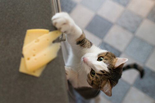 Immagine che ritrae un gatto che tenta di rubare un pezzo di formaggio