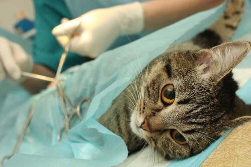 Gatto sdraiato sotto un telo blu durante l'operazione