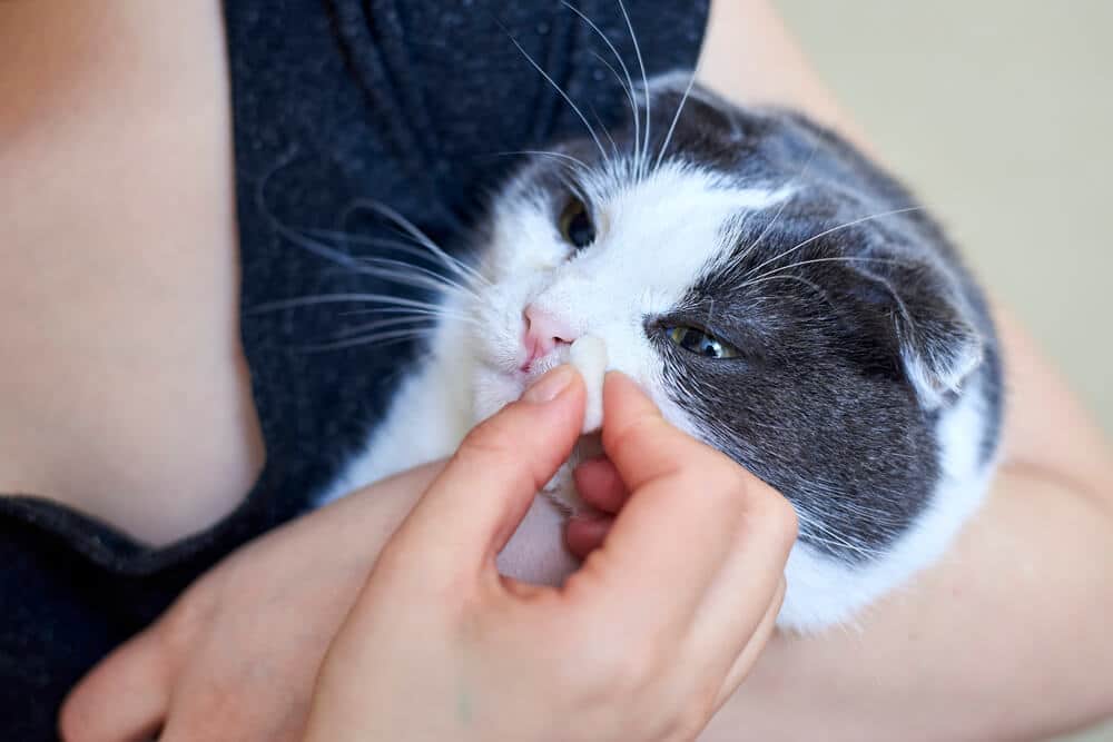 Gatto raffreddato, raffigurato mentre si pulisce il naso con una zampa, mostrando segni di malattia e disagio.