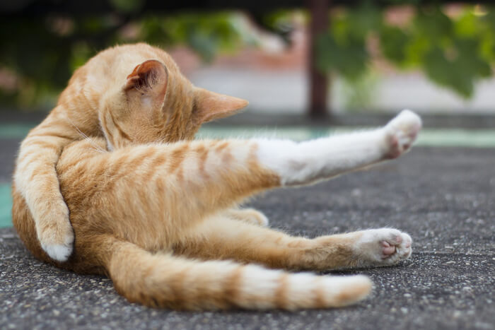 Un gatto attento si lecca diligentemente la zampa, mostrando il suo comportamento meticoloso di toelettatura e la sua routine di cura di sé.