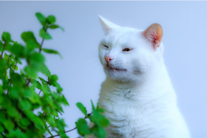 Gatto bianco che starnutisce accanto a una pianta verde