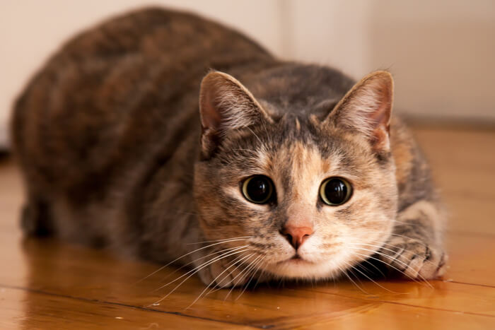 Un gatto dagli occhi spalancati in mezzo a degli "zoomies", con un'espressione esilarante e leggermente selvaggia mentre corre in giro con un'energia incontenibile.