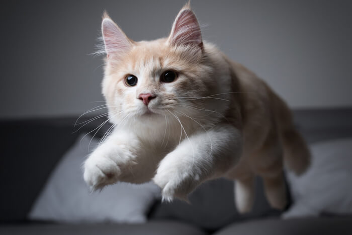 Un gatto giocoso che corre per la stanza in un'esplosione di energia, con la pelliccia gonfia e la coda arcuata, colto nell'emozionante momento di provare gli "zoomies".