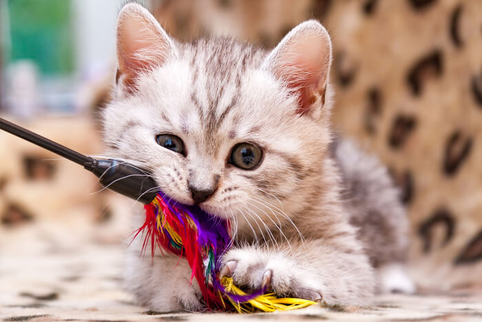 Giocattolo Cat Zoomies Feather Want