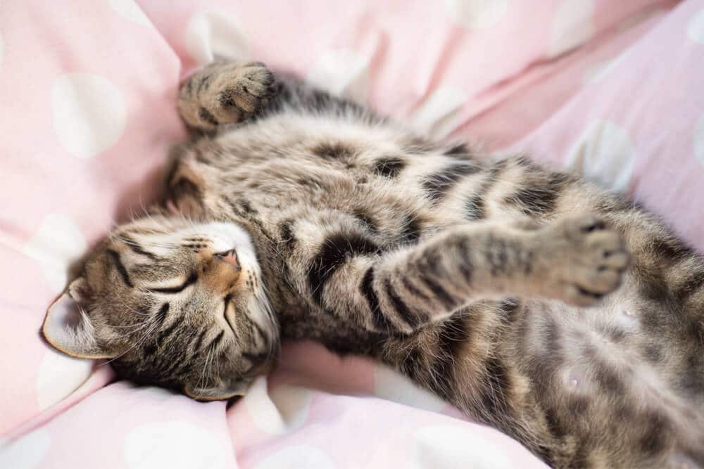 Gatto che dorme a testa in giù