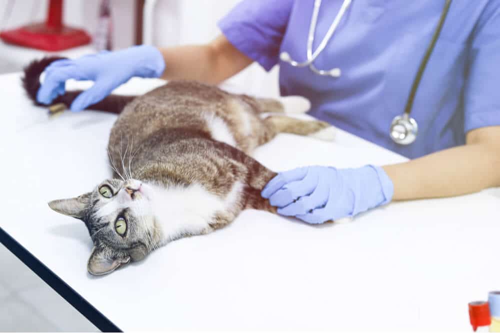 Insufficienza renale nei gatti Diagnosi del gatto dal veterinario