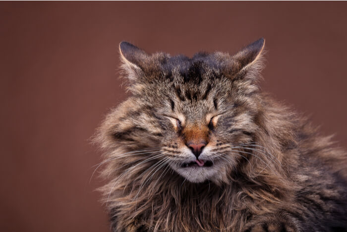 Un'immagine che ritrae un gatto Maine Coon mentre starnutisce.