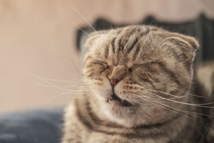 Un'immagine che ritrae un gatto Scottish Fold colto nell'atto di starnutire.