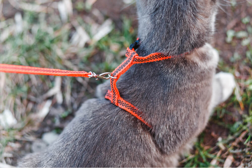 Gatto che indossa imbracatura e guinzaglio da passeggio stile H