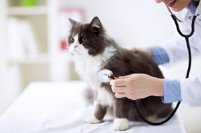 Visita di controllo del gatto presso lo studio veterinario.