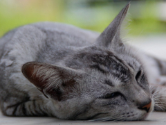 cat is feeling cold": "A cat curled up, shivering, and looking cold, seeking warmth and comfort.