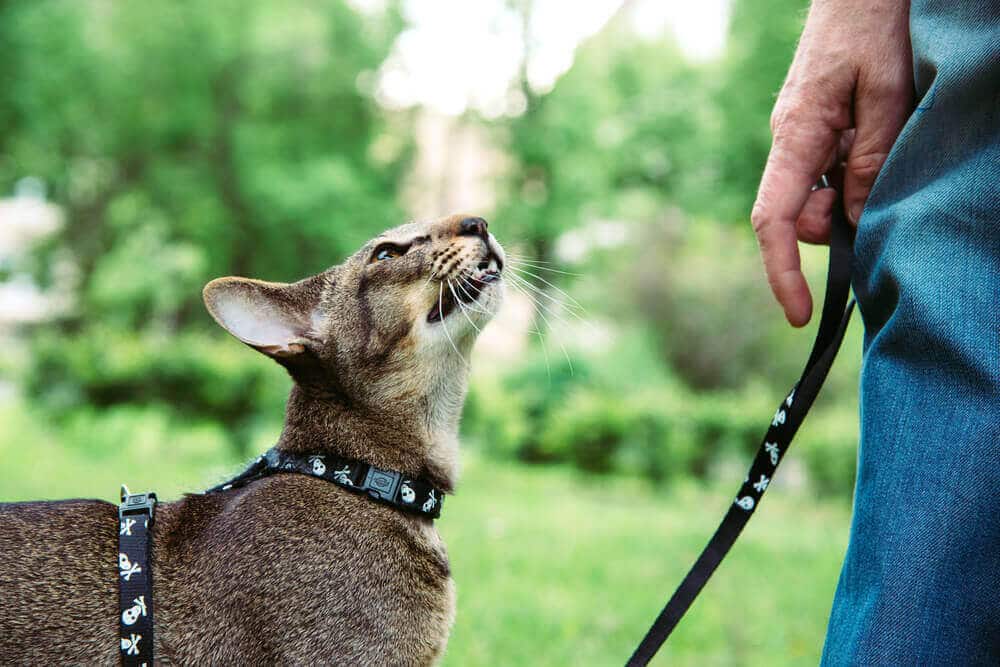 Come portare a spasso un gatto al guinzaglio