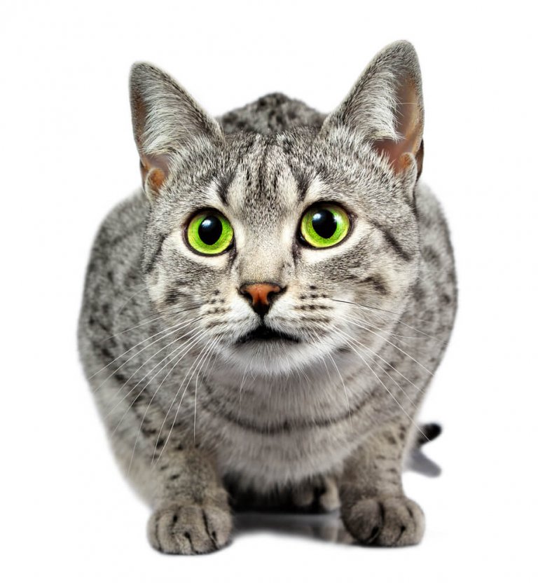 About the Egyptian Mau Gatto