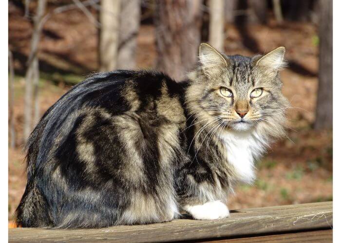 Gatto Bobtail americano nella foresta