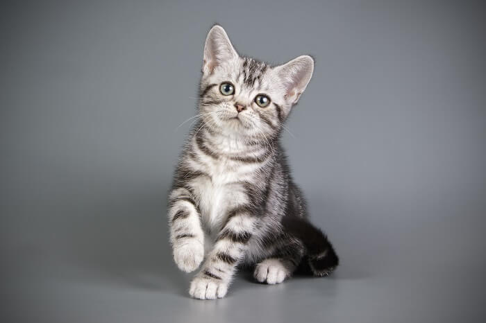 American Shorthair Storia del gatto