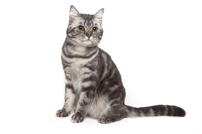 Gatto American Shorthair, che emana un fascino felino classico e duraturo