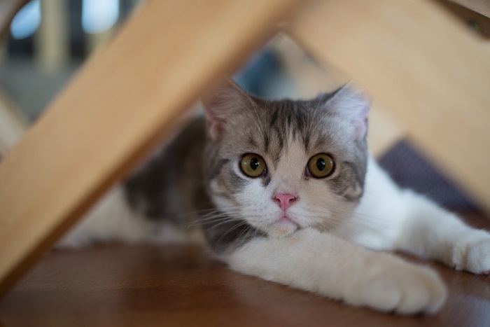 American Wirehair Storia del gatto