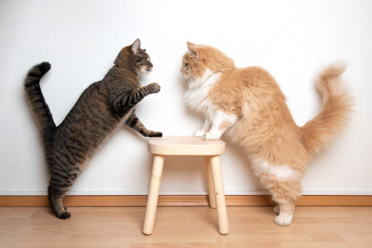 I miei gatti giocano o litigano?