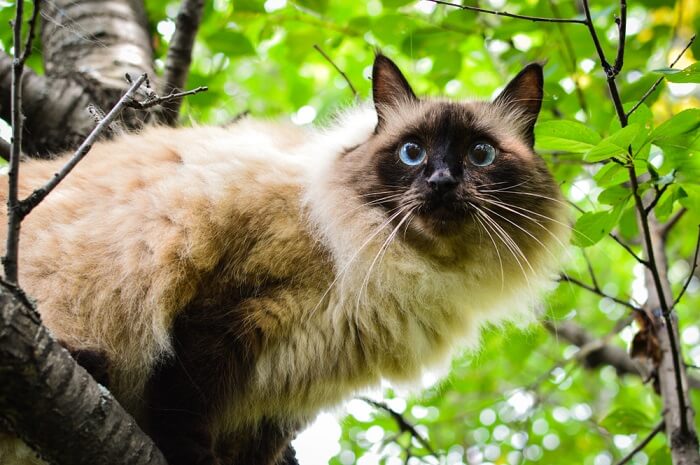 Una fotografia che ritrae un grazioso gatto balinese, di cui mette in risalto il pelo folto e il portamento raffinato.