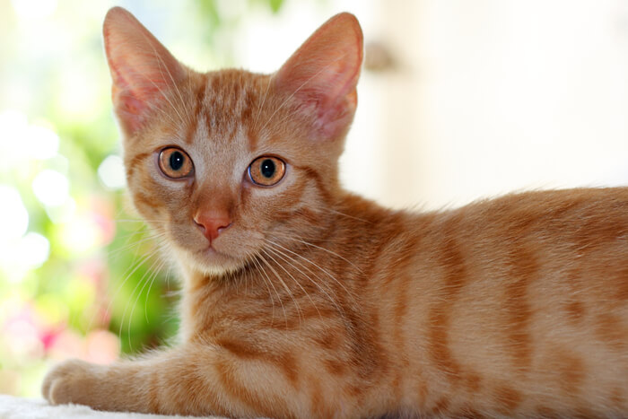 Gatto arancione seduto che guarda attentamente