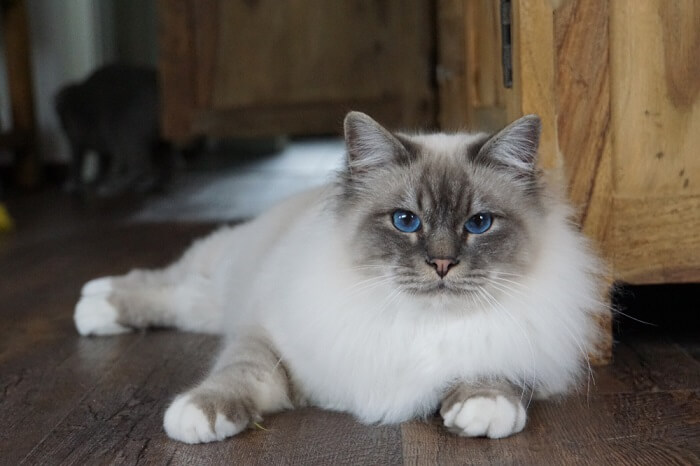 Un'immagine che cattura l'essenza regale del gatto birmano, mettendo in risalto il suo aspetto sorprendente e il suo carattere composto.