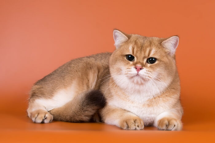 About the British Shorthair Gatto