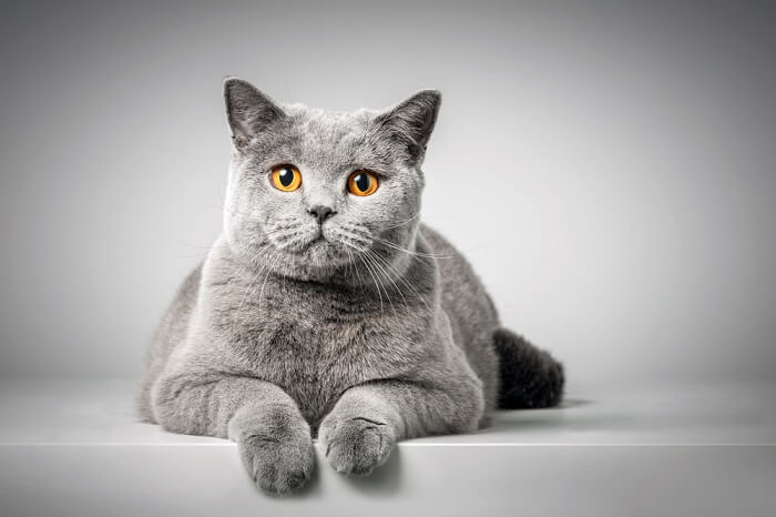 British Shorthair Cat Care