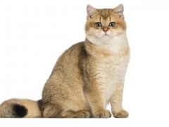 British shorthair cat