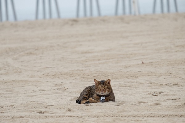 About the Gatto della California Spangled Gatto