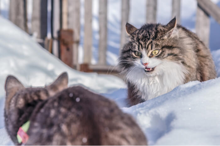 somiglianze tra gatti e cani