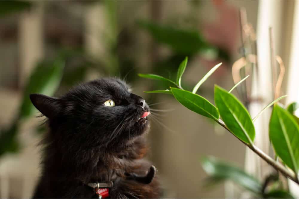 Gatto che mastica una pianta d'appartamento