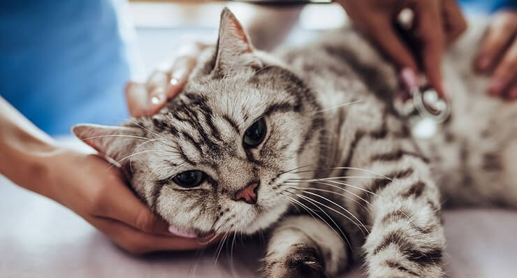 Un'immagine che ritrae un gatto sottoposto a un controllo completo presso lo studio veterinario.