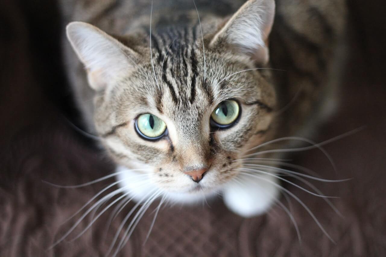 Un gatto che guarda direttamente la telecamera, interagendo con l'osservatore ed esibendo il suo sguardo accattivante