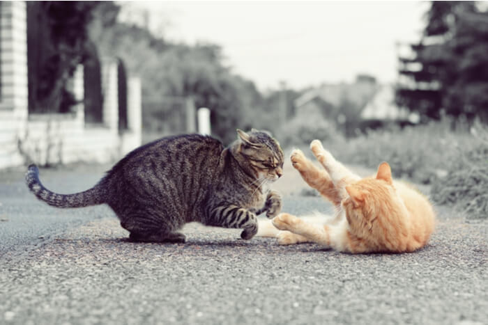 Gatti immortalati in un momento di interazione, che sollevano la questione se stiano litigando o giocando, evidenziando la complessità dei comportamenti felini.