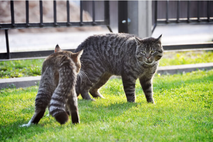 Un'immagine che raffigura un momento di tensione tra due gatti su un prato verde.