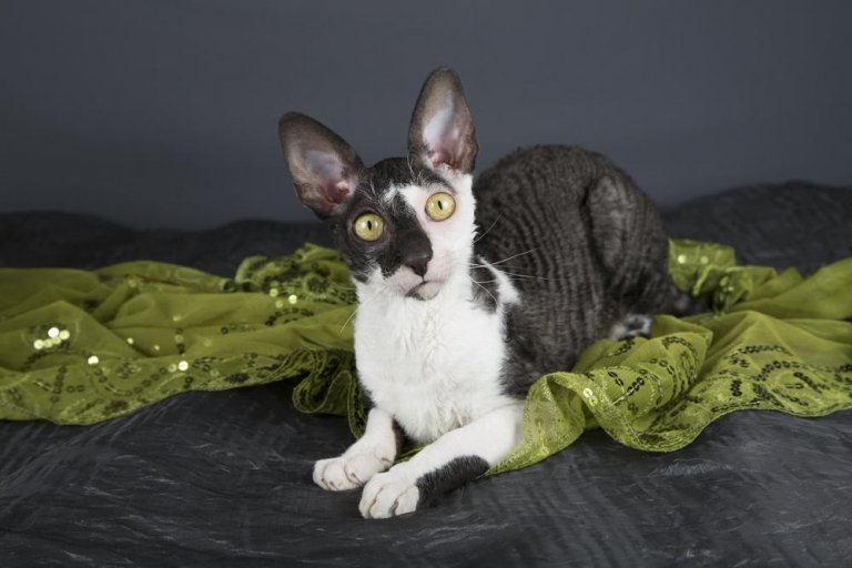 Cornish Rex Storia del gatto