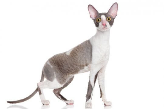 Cornish Rex