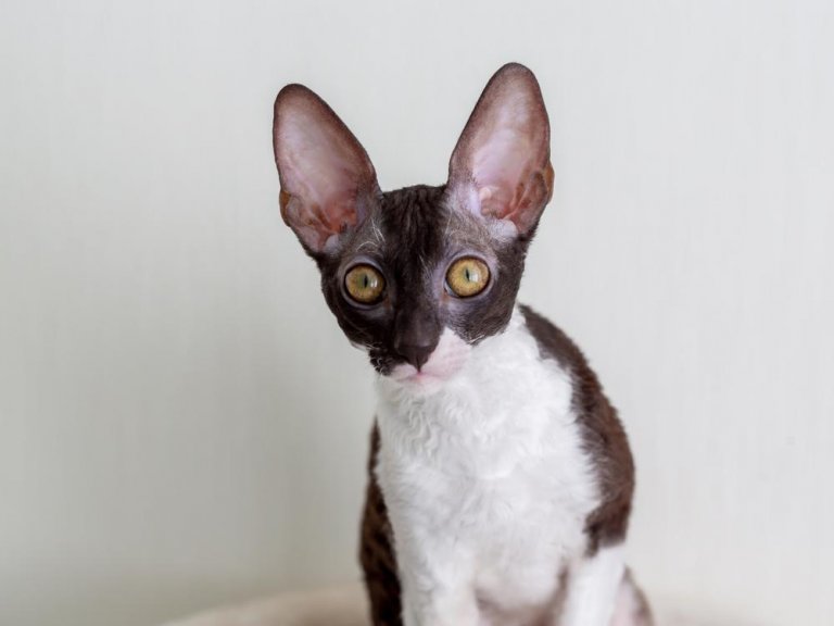 About the Cornish Rex Gatto