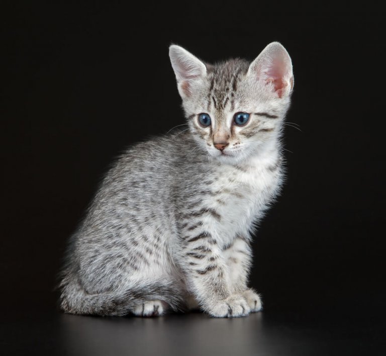 Egyptian Mau Storia del gatto